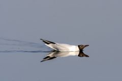JPL-Miroir-aux-mouettes-1