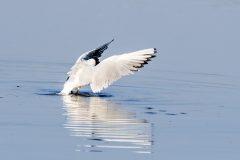 JPL-Miroir-aux-mouettes-2