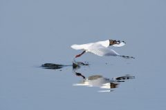 JPL-Miroir-aux-mouettes-3