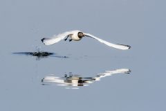 JPL-Miroir-aux-mouettes-4
