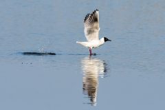 JPL-Miroir-aux-mouettes-5