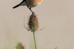 Nature-N.-Cottin-1