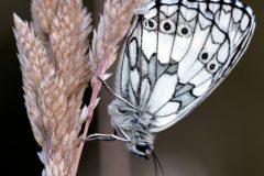 Nature-N.-Cottin-2