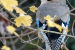 Nature-N.-Cottin-5