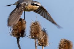 Nature-N.-Cottin-6