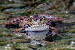 Nature-N.-Cottin-8
